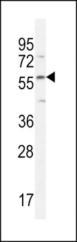 DMP4 Antibody