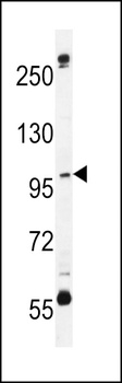 SWT1 Antibody