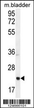 ASCL2 Antibody