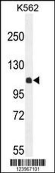 KIAA1324L Antibody