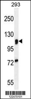 MAN2A1 Antibody