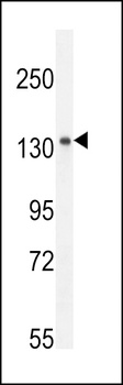 K1199 Antibody