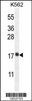 RPL27A Antibody