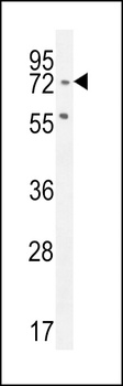 SLFN12L Antibody