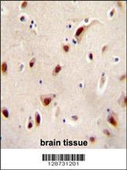 IQCJ Antibody