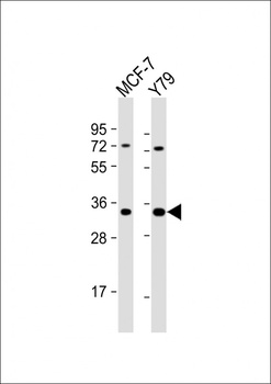OR6C4 Antibody