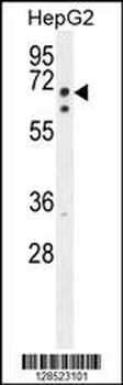 LMF2 Antibody