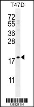 LCE1A Antibody