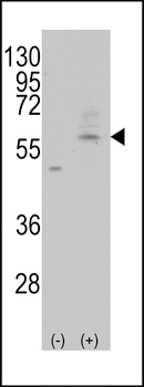 Slc29a4 Antibody