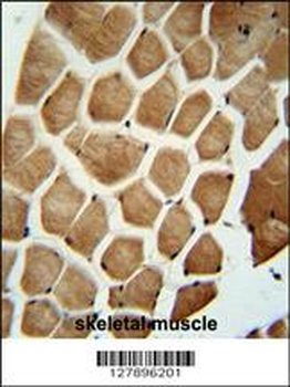WDR49 Antibody