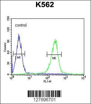 WDR49 Antibody