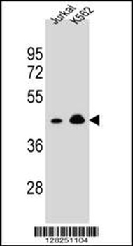 OR10A4 Antibody
