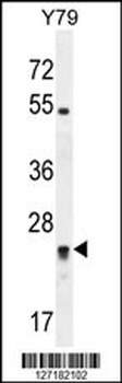 DPCD Antibody