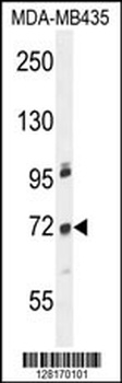 ZNF510 Antibody