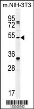 TAPT1 Antibody