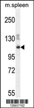 SYNE3 Antibody