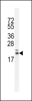 RNF185 Antibody