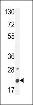 MS4A4A Antibody
