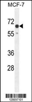 C15orf27 Antibody