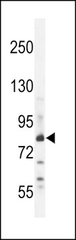 ZN180 Antibody