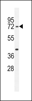 SERAC1 Antibody