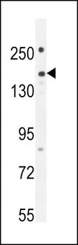 PKHG1 Antibody
