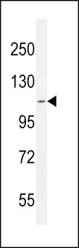 ATP8B2 Antibody