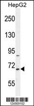 BUD13 Antibody