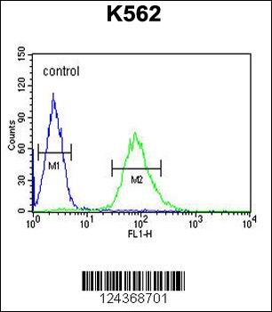 ARHGAP17 Antibody