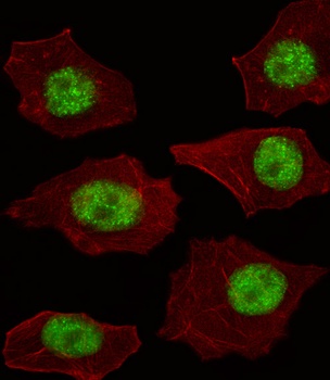 LMO4 Antibody