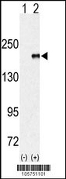 EHMT1 Antibody