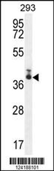 SARAF Antibody