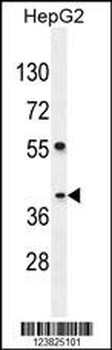 SEC13 Antibody