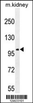 GRIA4 Antibody