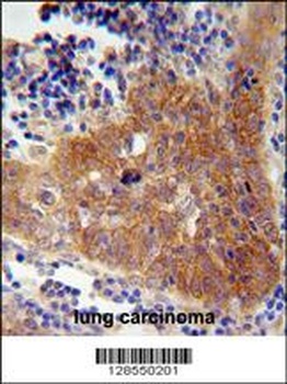 FBXW8 Antibody