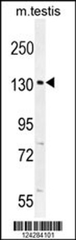 CIC Antibody