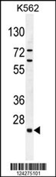 C15orf41 Antibody