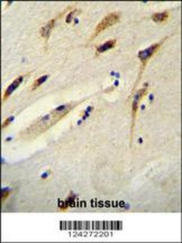 BEX1 Antibody