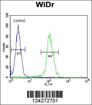 BEX1 Antibody