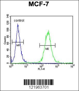 UPF2 Antibody