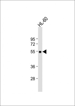 MCHR1 Antibody