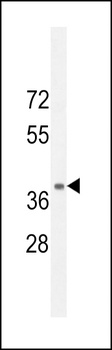 NPSR1 Antibody