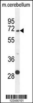 GPC5 Antibody