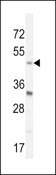 BHLHE40 Antibody