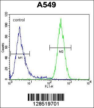 NGRN Antibody