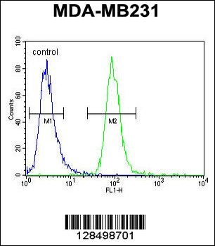 ZSWIM6 Antibody