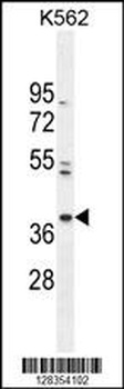 PURG Antibody
