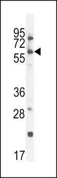 CCDC148 Antibody