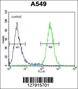 GTPBP8 Antibody