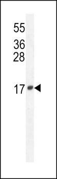 LCN10 Antibody